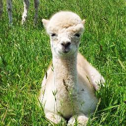 Private family run farm in Bucks, hosting Alpaca Walks throughout the year. Also includes tour of farm rare breeds and home made cakes. Dates on website