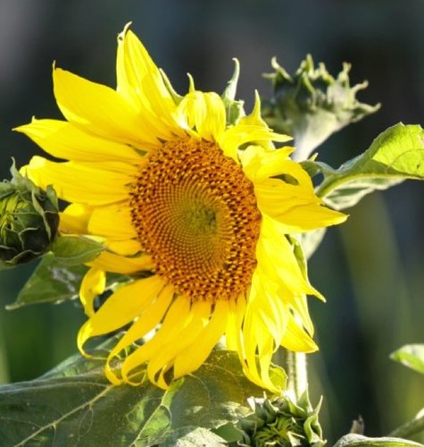 We open #hearts & #enrich minds by offering opportunities for creativity & self-sufficiency, especially for children. (501)(c)(3) #urban #farm #smartsfarm