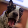 radian's profile picture. Head of Security Engineering+Architecture (SEAR) at Apple. I don’t speak for my employer.