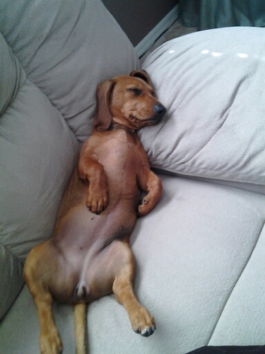 doxieprobs's profile picture. tan. tear up shit. eat everything. bark at nothing. sleep. repeat.