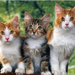 cherky654433347's profile picture. miau :3