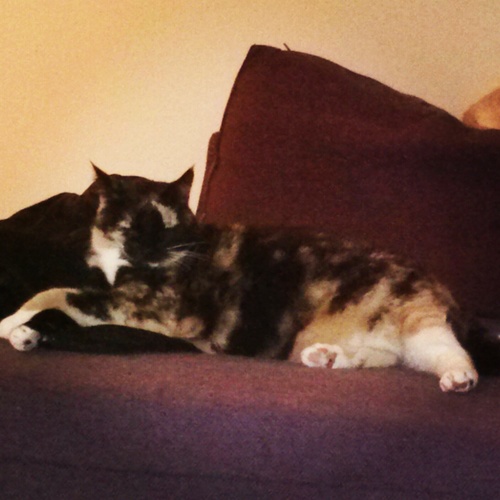 NatalieOGrumpy's profile picture. Born in North Carolina, so I meow in a southern accent. I am an Earthbender descended from badgermoles and I will vanquish all other cats.