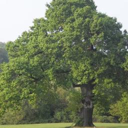 swaywithme_'s profile picture. For the love of trees and food. Bmth&Ymas are secretly trees. Follow to become one;)