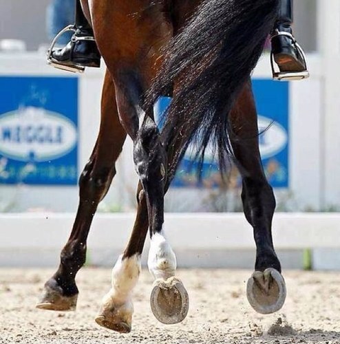 Pre-med, psych major balancing college and riding. NAJYRC competitor.