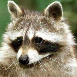 My days of dumpster diving are behind me. Truth satisfies my hunger. Born a thief by nature, but now a new creation. #imputationist