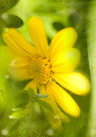 YellowCatbird's profile picture. 