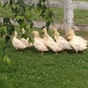 Beth Egan - @Millview_Farm1 - Twitter