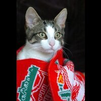 meonglfc (@meonglfc) 's Twitter Profile