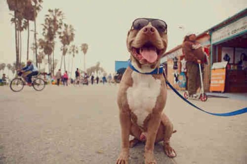 I love Pit bulls, Cesar millan, and cast and family of pit bulls and parolees3 Ill try to follow who ever follows me