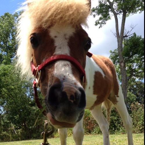 Being in the saddle all day not worryin' bout a thing! Follow me!! I follow back(: 
Horse page!