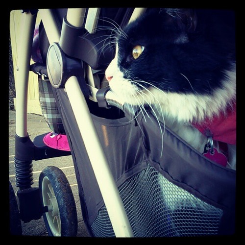 Dishes_'s profile picture. Saved from the streets to travel the road. Maine Coon, born Feb. 2012.