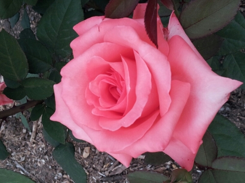 peacemakerann's profile picture. 