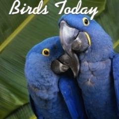 Check out my face book page Birds Today and lets spread the word about Endangered Birds