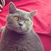 Gary the Cat (@garyfanclub) Twitter profile photo Gary the Cat (@garyfanclub) Twitter profile photo