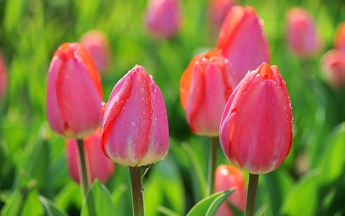 rahemah2013's profile picture. 