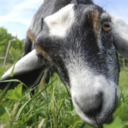 Goat who enjoys writing and reading (mostly funny) fiction.