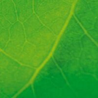 Gruene.RLP (@gruenerlp) 's Twitter Profile