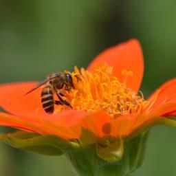 apianon's profile picture. With ApiAnon we hope to build a community for professional apiculturists and enthusiasts as well as to engage bee lovers from around the world. Join the BUZZ!