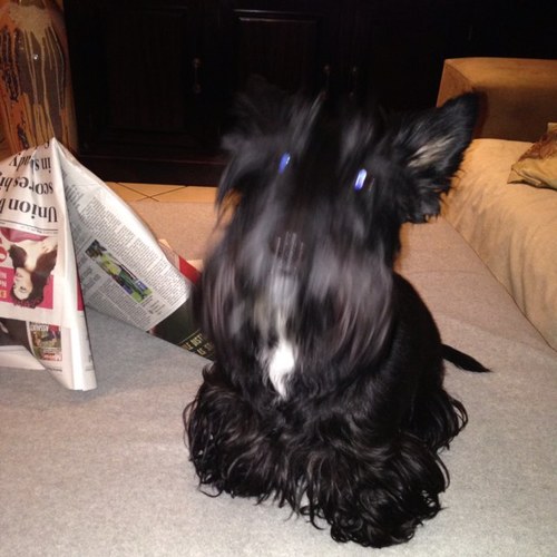 JFlandog's profile picture. Music lover and aspiring golfer ! Scottie fanatic and COYS forever .