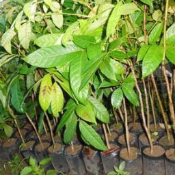 kumpulan-kumpulan bibit JATENG
pin BB:310c99d2
085727883446