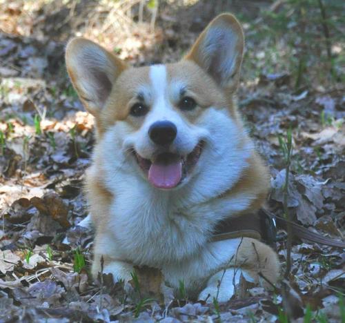Corgi_GismoFDB's profile picture. a Corgi extraordinaire