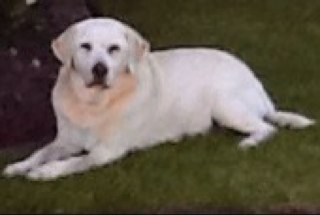 Interests include jazz and swing music, environmental protection, dogs, animal rights and history.