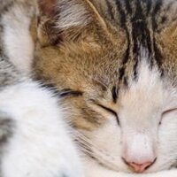 NEMO (@peterdejong3) 's Twitter Profile