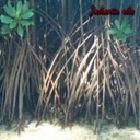 Kendrick Murray - @KendrickMurray1 - Twitter