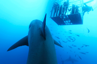 If you are looking for the best shark cage diving experience , you've come to the right place!!