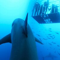 Shark Dives Gansbaai (@sharkdivesgansb) 's Twitter Profile
