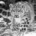 SnowLeopardLass Ⓥ (@SnowLeopardLass) Twitter profile photo