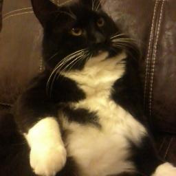 I'm just a black and white cat starring in my own show. I tweet crazy cat stuffz - check me out! MEOW!!