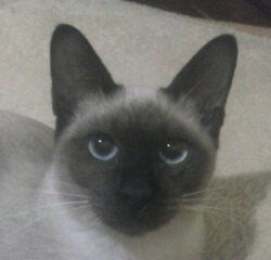 Chesnut34's profile picture. 