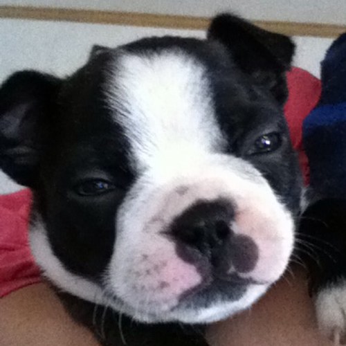 Breeder of CKC registered Boston Terriers.  We are a family run business where the dogs are first and foremost part of the family.
