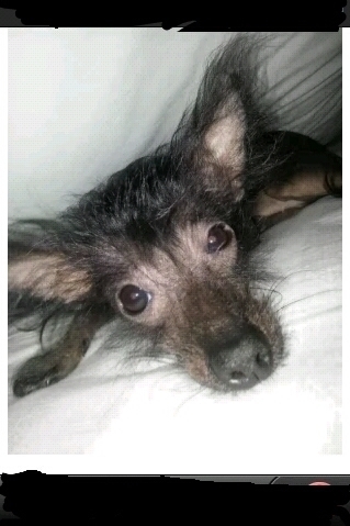 Soy la Bella perrita de @mau_mancera , Ladro mucho.. Muerdo poco