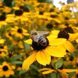 Providing the latest information, products and books on how to improve your health with bee pollen.