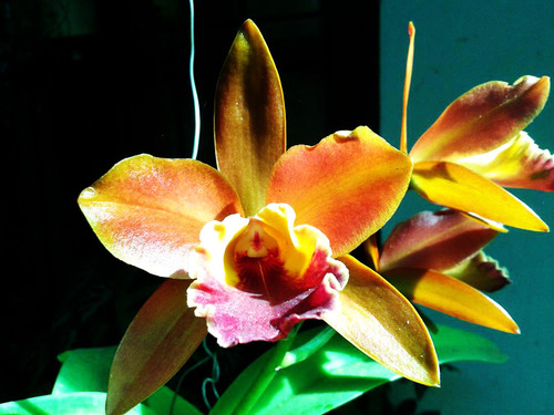 Orquídeas, nativas y exóticas