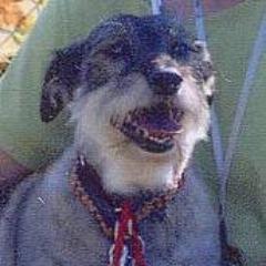 In Celebration Of 'Murphee.'  (1998-2012)  💖  “If there are no dogs in Heaven, then when I die, I want to go where they went.”~~ Will Rogers  💝  Indie/Pol Lefty