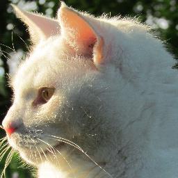 Friend to amphibians, archivists, cats