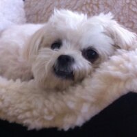 cefl (@cefl) 's Twitter Profile
