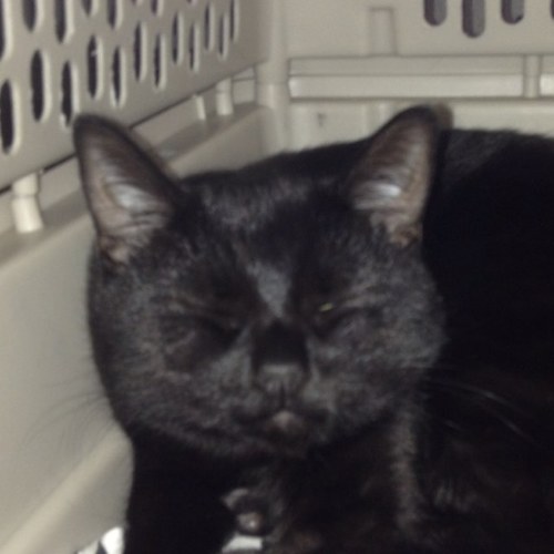 Hi Everyone I Love my Kitty Cat :-)