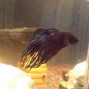 Betta Fish 101 (@101Betta) Twitter