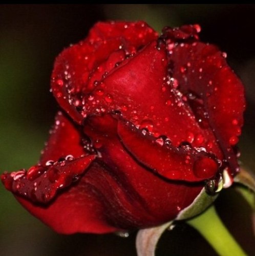 1Rehamo's profile picture. 