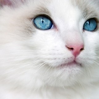 ThunderClan's Medicine cat. I have a dark past and it's coming back for me... (white she-cat with icy blue eyes)