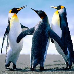 somcringseldruk's profile picture. 