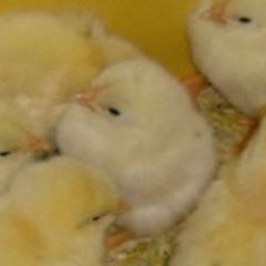 まだまだひよこ