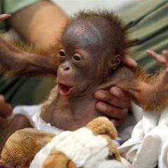 Im cute Monkey that lives in the Jungle and dances to its music