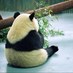 白クマン (@sirokuma19741) Twitter profile photo