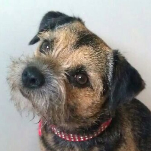 posiedorg's profile picture. I iz a border terriorrr n I iz 5! I loves snorsages n playin. Iz do nut love mammies hairdryiier n when I'z haz to go to vet n get ma temperachor cheked...pfft.