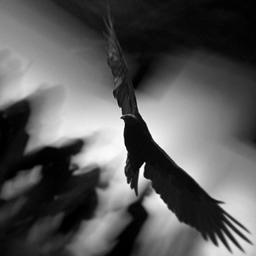 ARTIST Mirza Ajanovic POETIC Photography,
Exploring light, Painting with Light, Motion ART,
Perception beyond Appearances,
TransRealism, Symbolism,